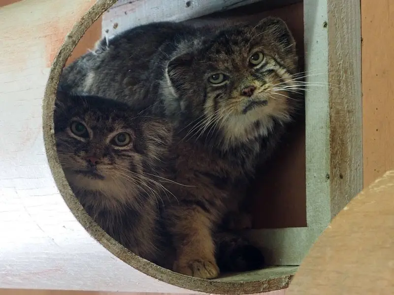A photograph of Sebastian and Marie in Saitama Children's Zoo