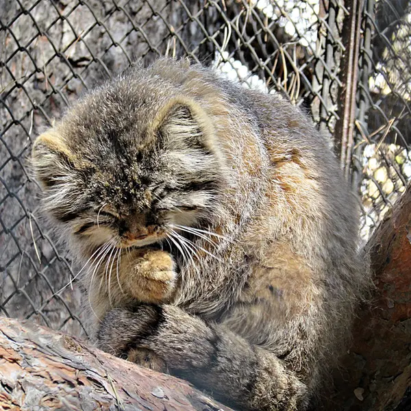 A photograph of Zelenogorsk in Novosibirsk Zoo