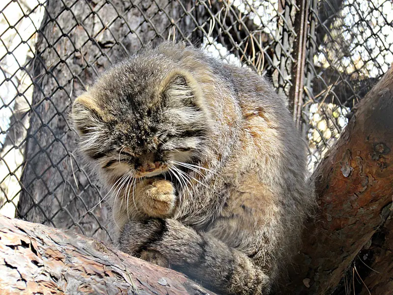 A photograph of Zelenogorsk in Novosibirsk Zoo