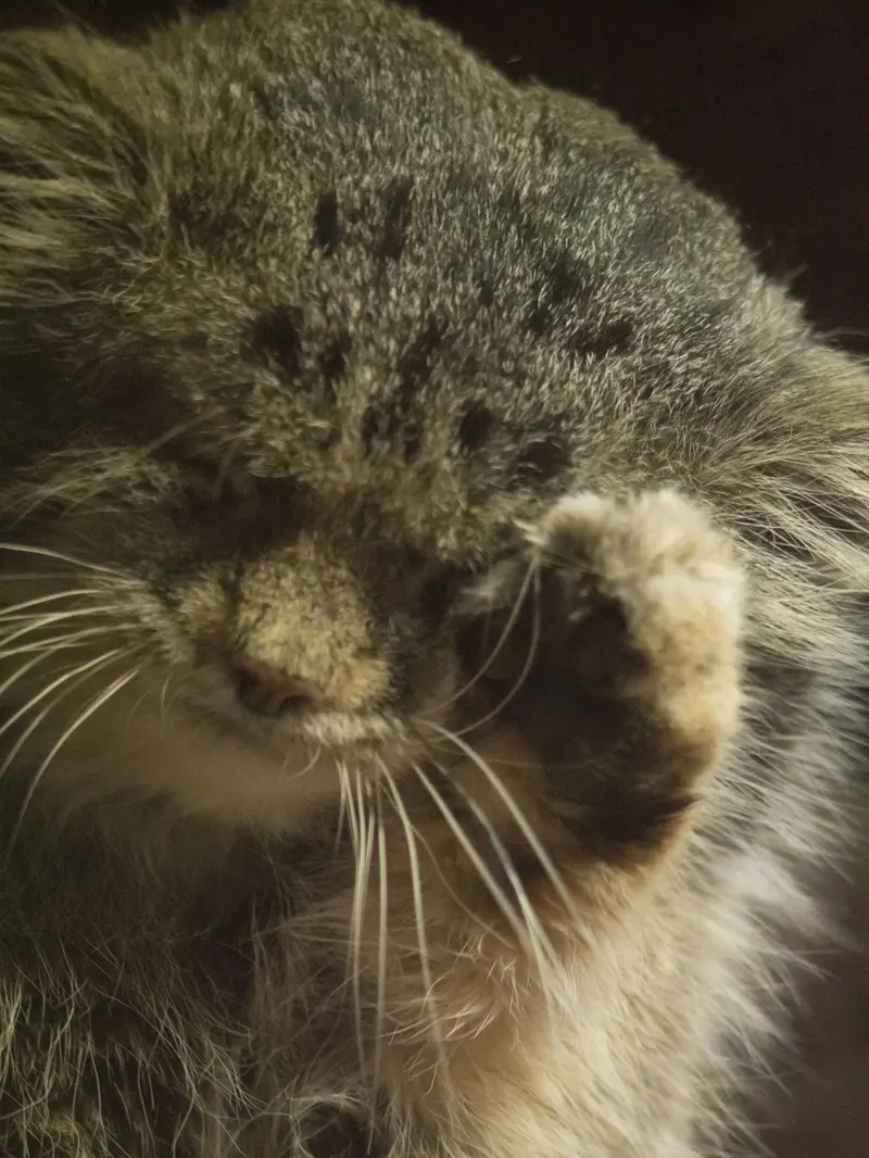 A photograph of Klyon in Ueno Zoological Gardens