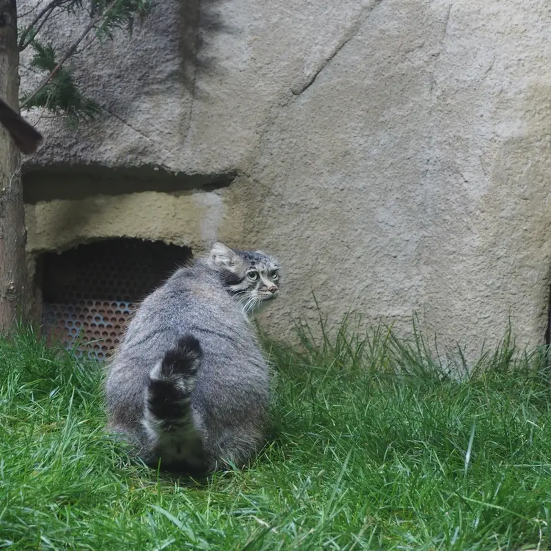 A photograph of Polly in Nasu Animal Kingdom