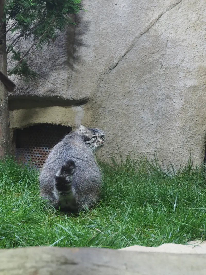 A photograph of Polly in Nasu Animal Kingdom
