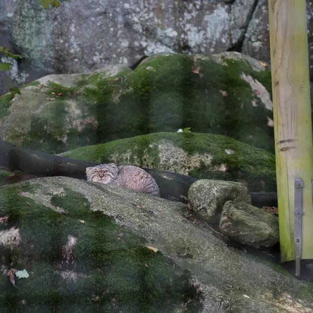A photograph of Toulouse in Nordens Ark