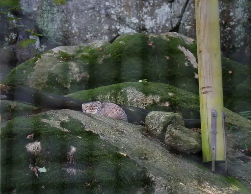 A photograph of Toulouse in Nordens Ark
