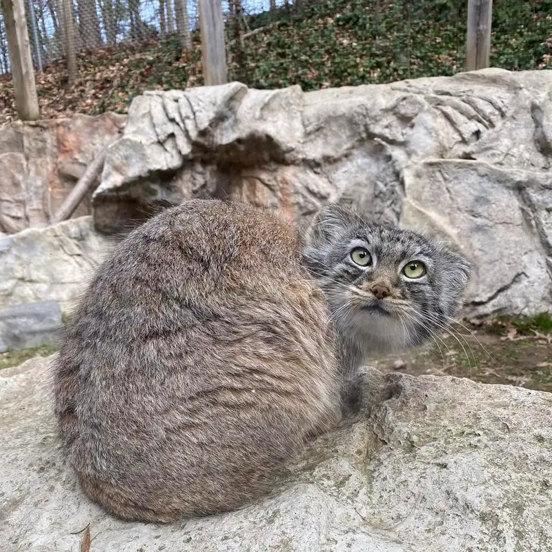 A photograph of Luka in Binghamton Zoo at Ross Park