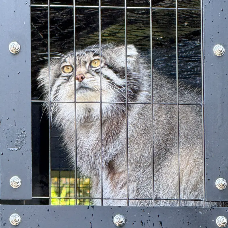A photograph of Grusha in Asahiyama Zoo