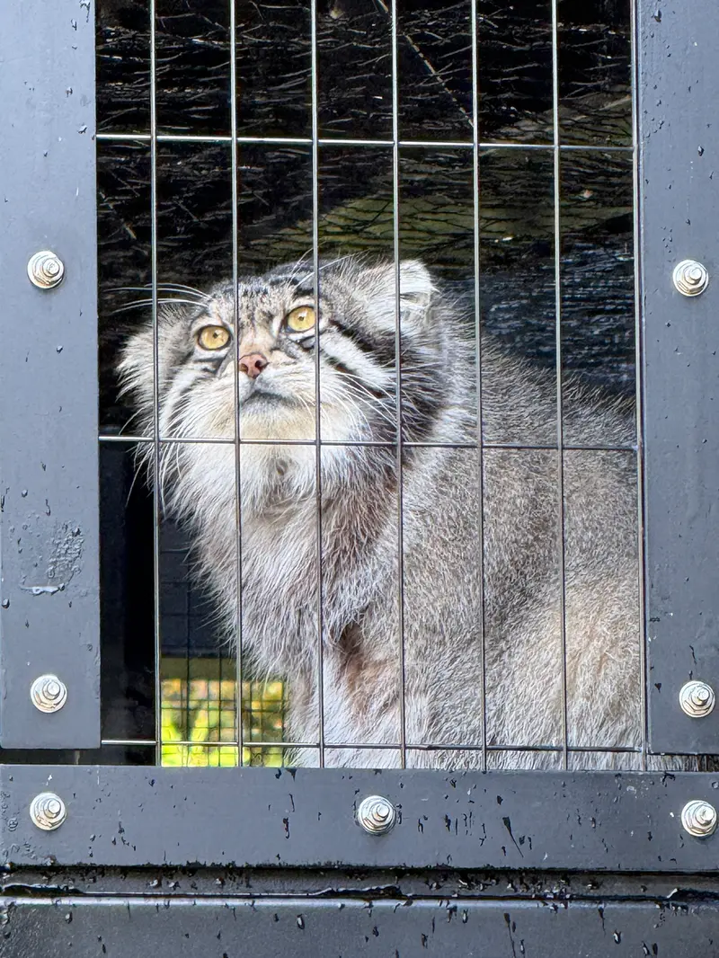 A photograph of Grusha in Asahiyama Zoo