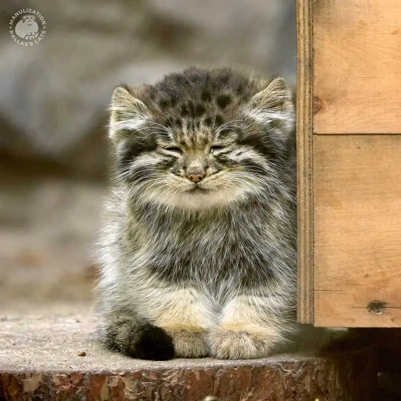 A photograph of a Pallas's cat in Novosibirsk Zoo