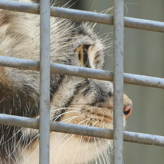 A photograph of Hide in Asahiyama Zoo
