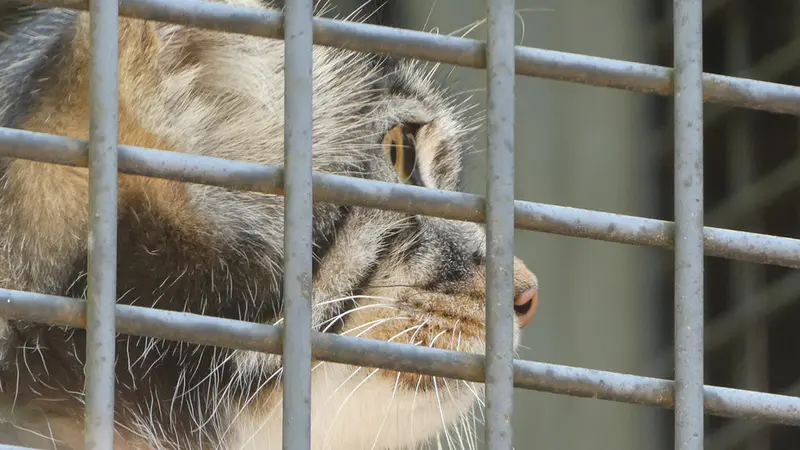 A photograph of Hide in Asahiyama Zoo