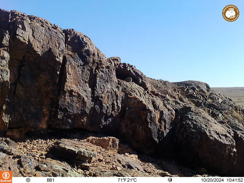 A photograph of Kazakh pika from Aktas-Kunkora camera trap