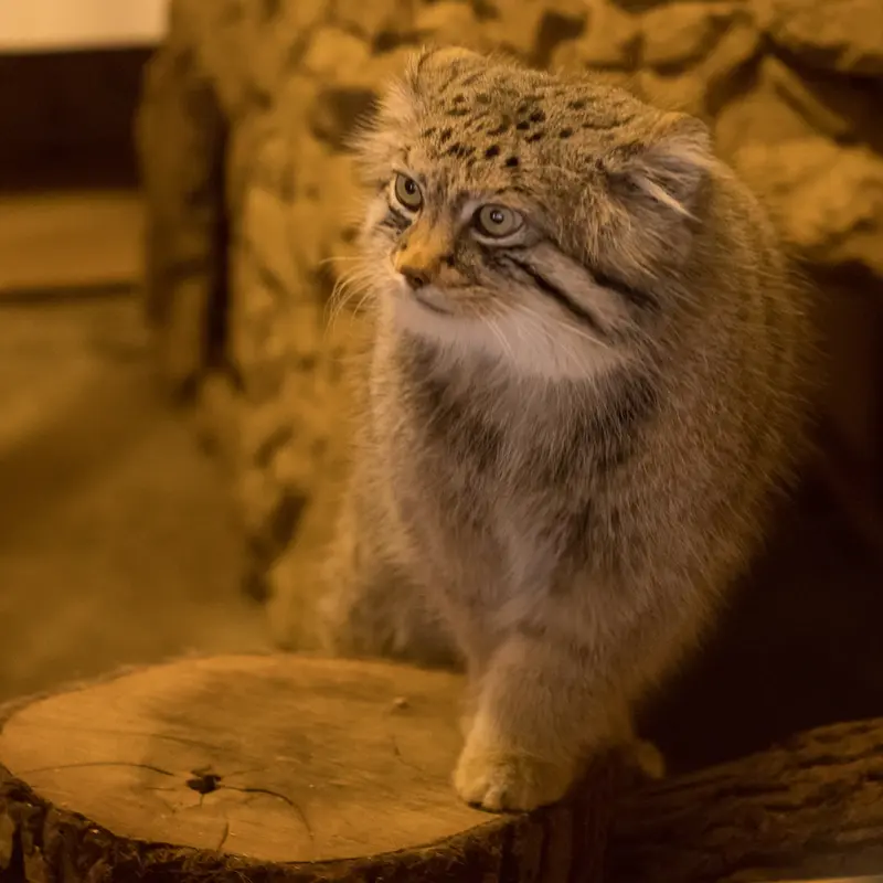 A photograph of Lotos in Saitama Children's Zoo