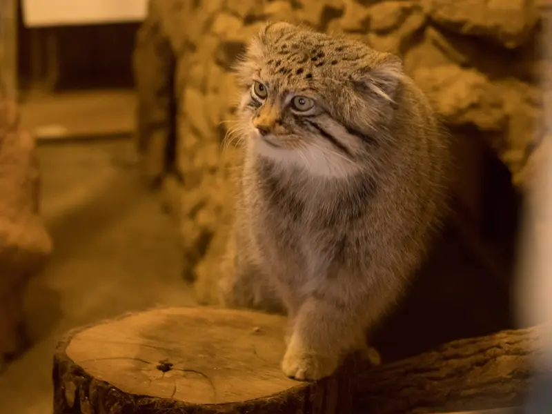 A photograph of Lotos in Saitama Children's Zoo