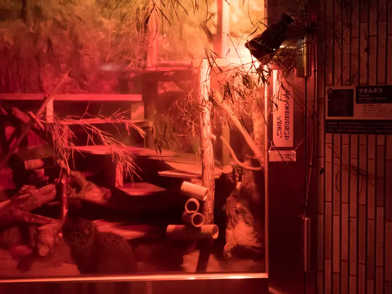 A photograph of Naim in Ueno Zoological Gardens