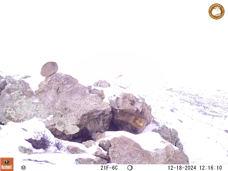 A photograph of Pika from Besshoky 1 camera trap