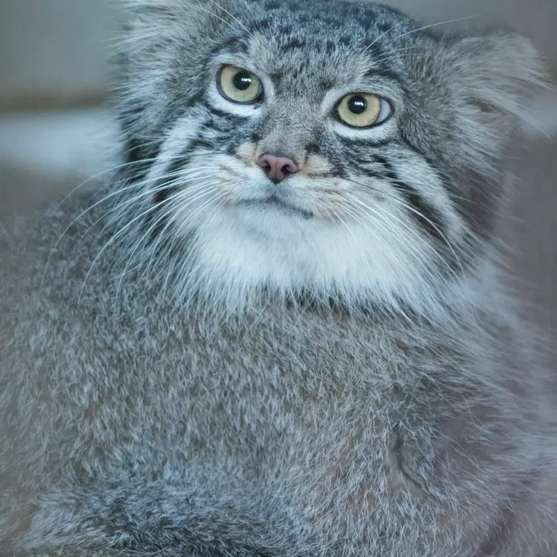 A photograph of Figa in Nogeyama Zoo