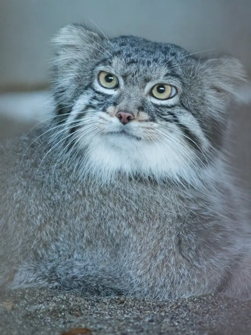 A photograph of Figa in Nogeyama Zoo
