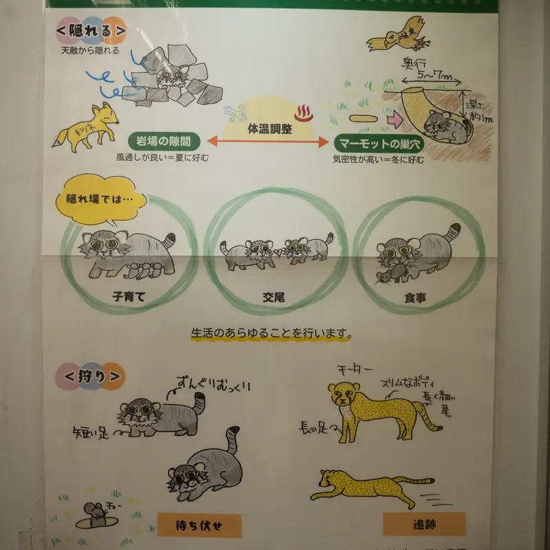 A photograph of a Pallas's cat in Nogeyama Zoo