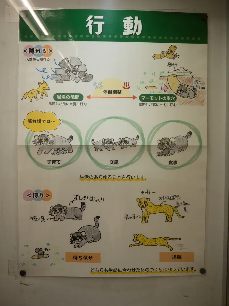 A photograph of a Pallas's cat in Nogeyama Zoo