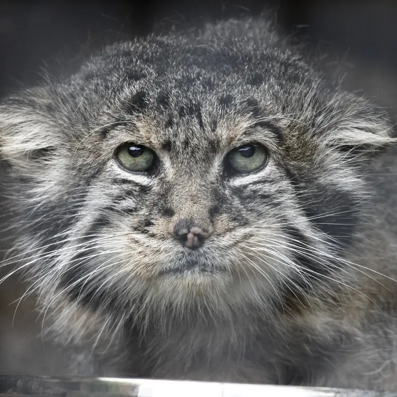 A photograph of Sven in Leningrad zoo