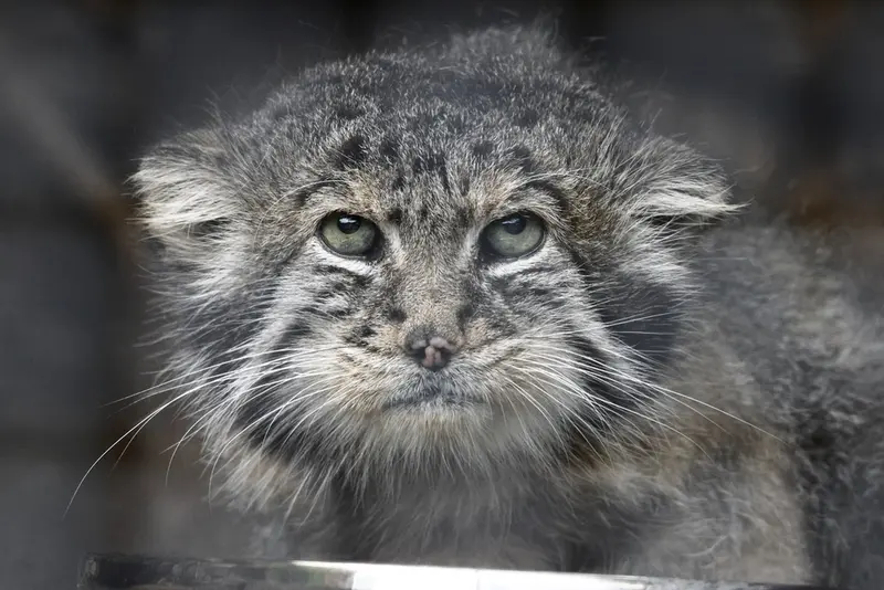 A photograph of Sven in Leningrad zoo