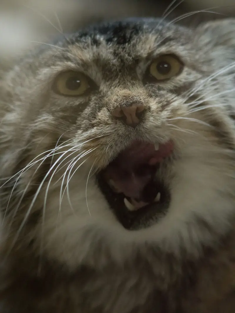 A photograph of Primula in Ueno Zoological Gardens