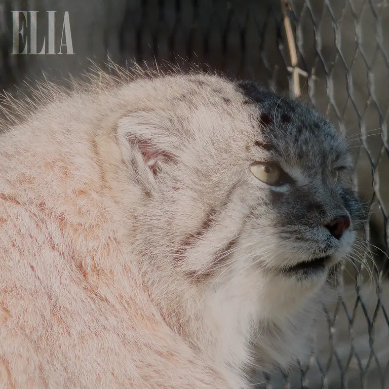A photograph of Olaf in Calgary Zoo / Wilder Institute