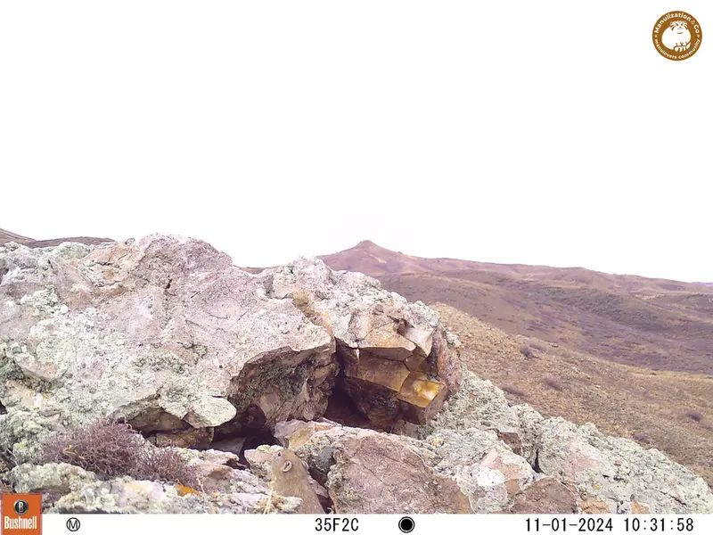 A photograph of Pika from Besshoky 1 camera trap