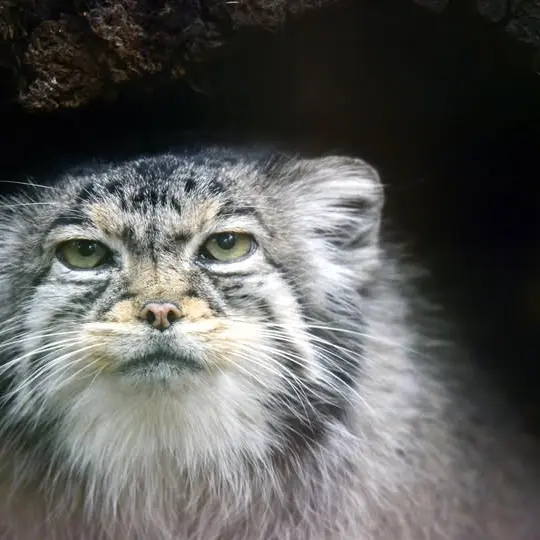 A photograph of Nadia in Cheyenne Mountain Zoo