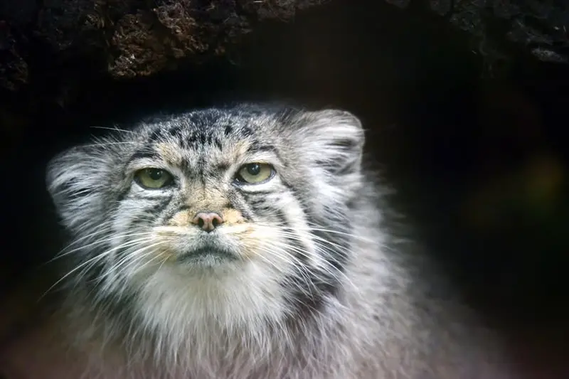 A photograph of Nadia in Cheyenne Mountain Zoo