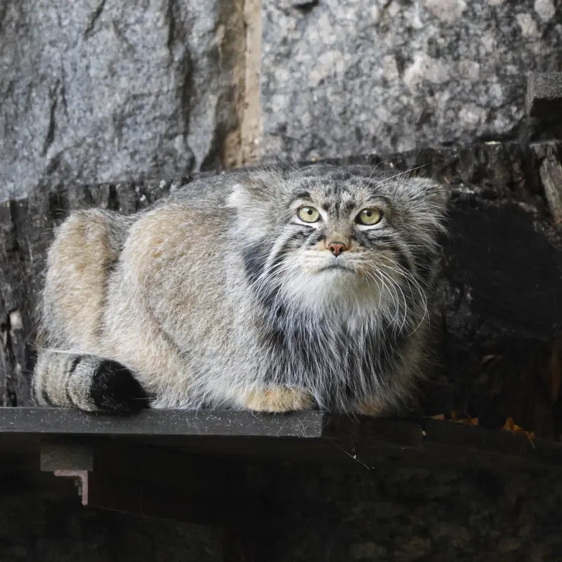 A photograph of Timofey in Moscow zoo