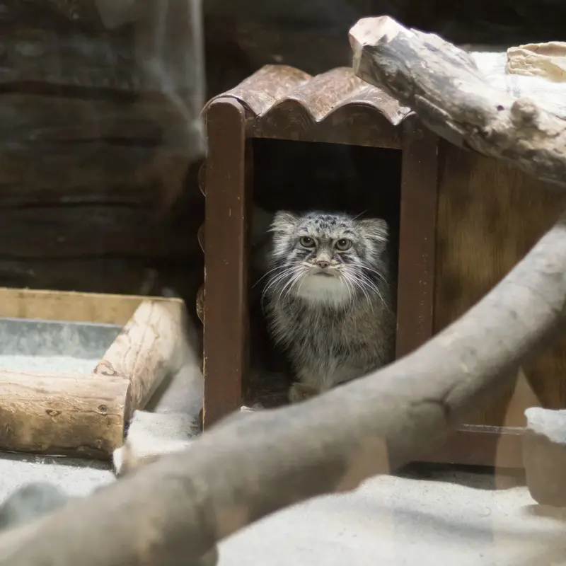 A photograph of Shafran in Ueno Zoological Gardens