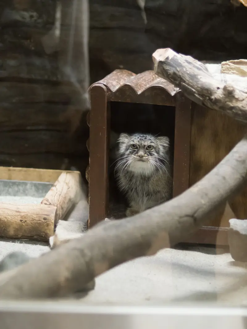 A photograph of Shafran in Ueno Zoological Gardens