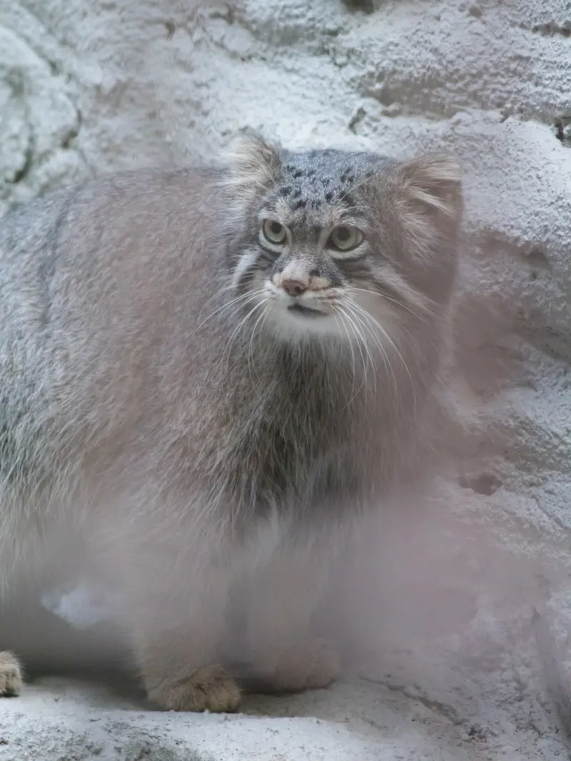 A photograph of Figa in Nogeyama Zoo