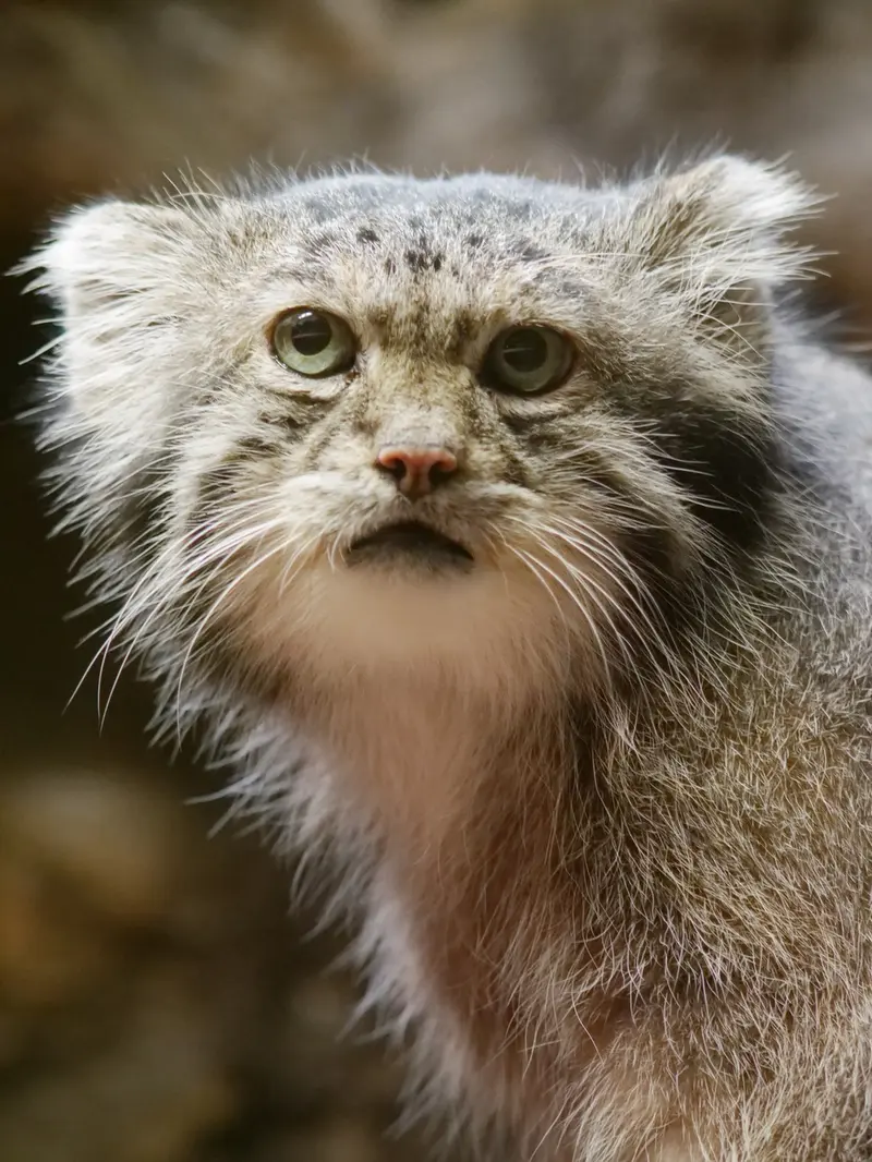 A photograph of Klyon in Ueno Zoological Gardens