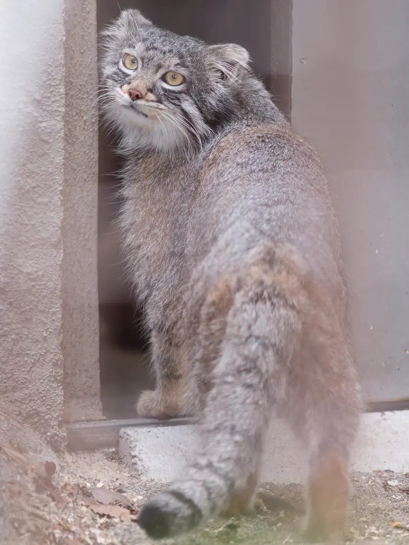 A photograph of Figa in Nogeyama Zoo