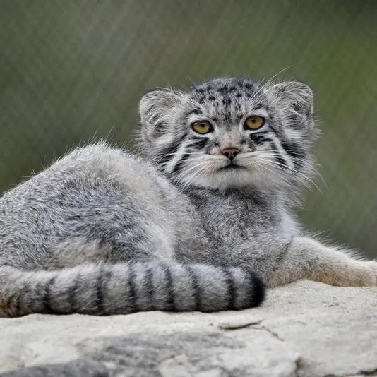 A photograph of Bat-Erdene in Port Lympne Wild Animal Park