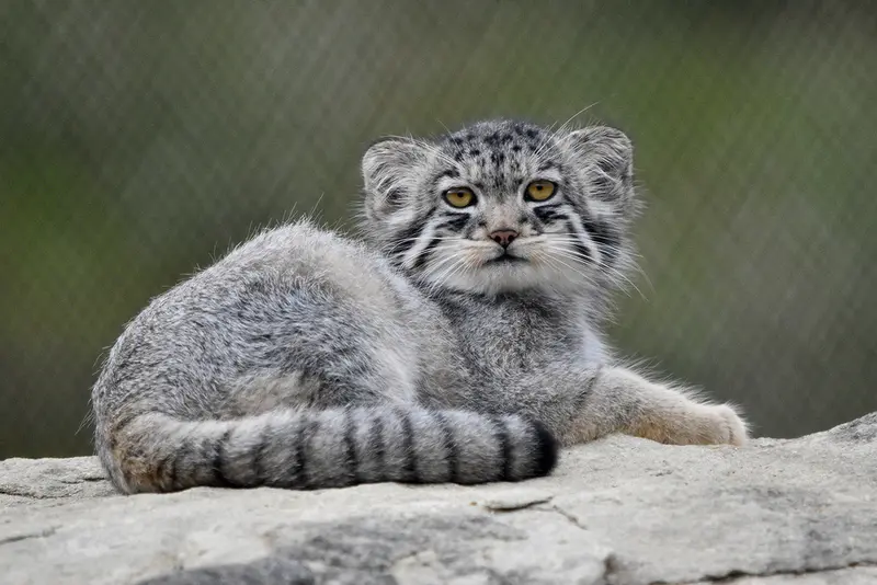 A photograph of Bat-Erdene in Port Lympne Wild Animal Park