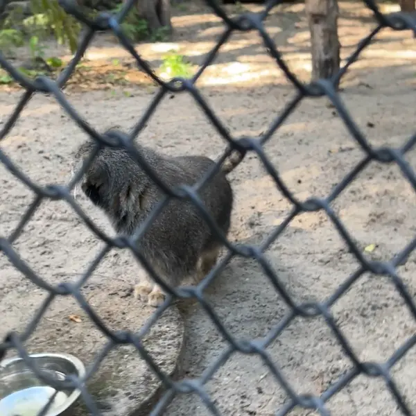 A photograph of a Pallas's cat in Novosibirsk Zoo