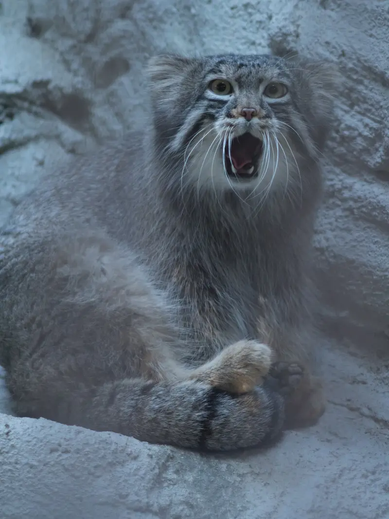A photograph of Figa in Nogeyama Zoo