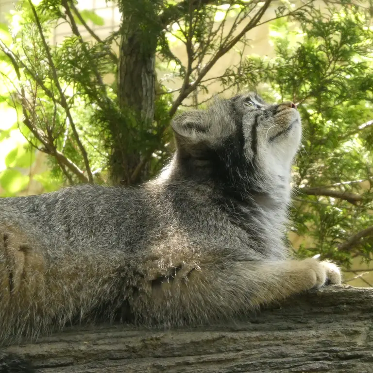A photograph of Abrikos in Nasu Animal Kingdom