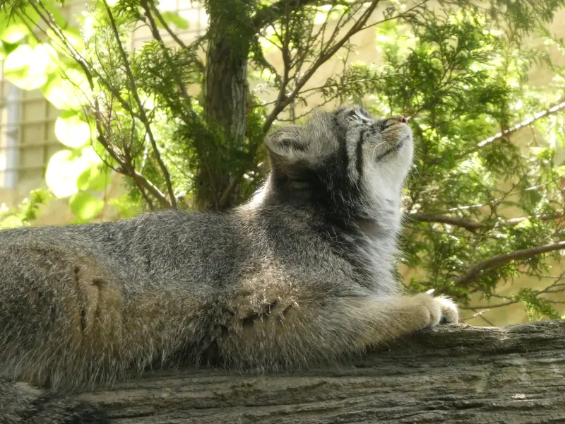 A photograph of Abrikos in Nasu Animal Kingdom