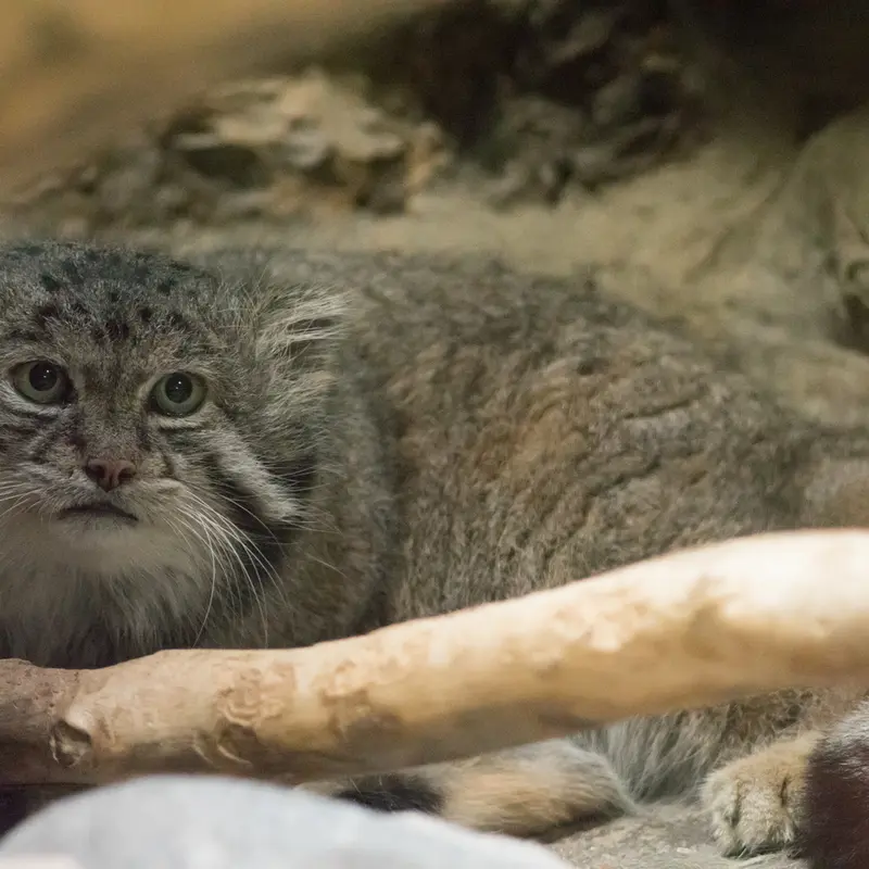 A photograph of Klyon in Ueno Zoological Gardens