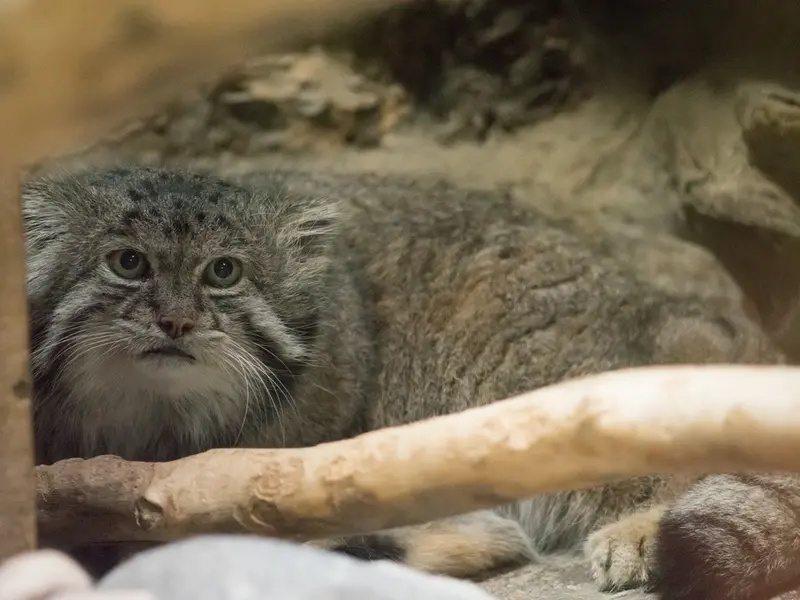 A photograph of Klyon in Ueno Zoological Gardens