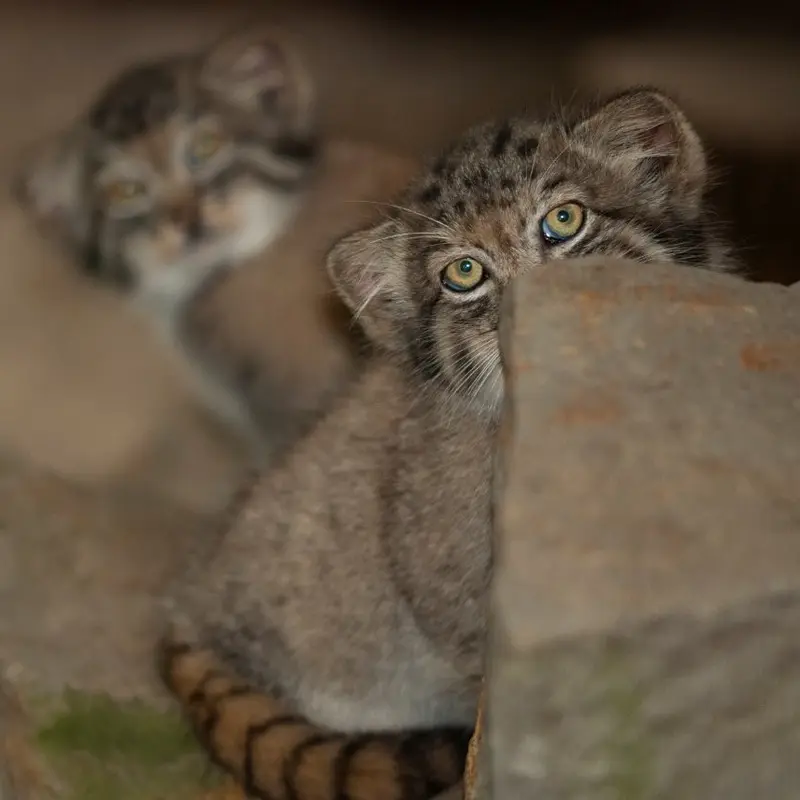 A photograph of Batu and Son of Erdene Ⅳ b. 2016 in Kraków Zoo