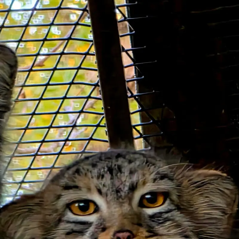 A photograph of Eevie, Everest, Luka, and Aslan in Niabi Zoo