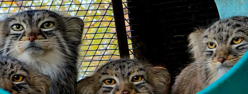 A photograph of Eevie, Everest, Luka, and Aslan in Niabi Zoo
