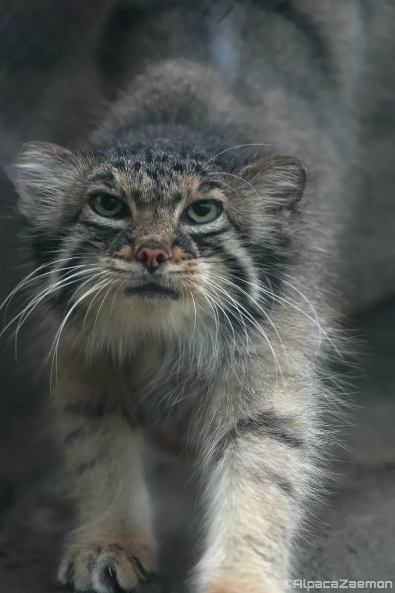 A photograph of Az in Kobe Animal Kingdom