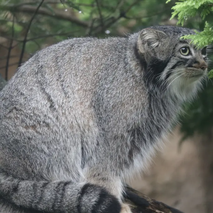 A photograph of Abrikos in Nasu Animal Kingdom