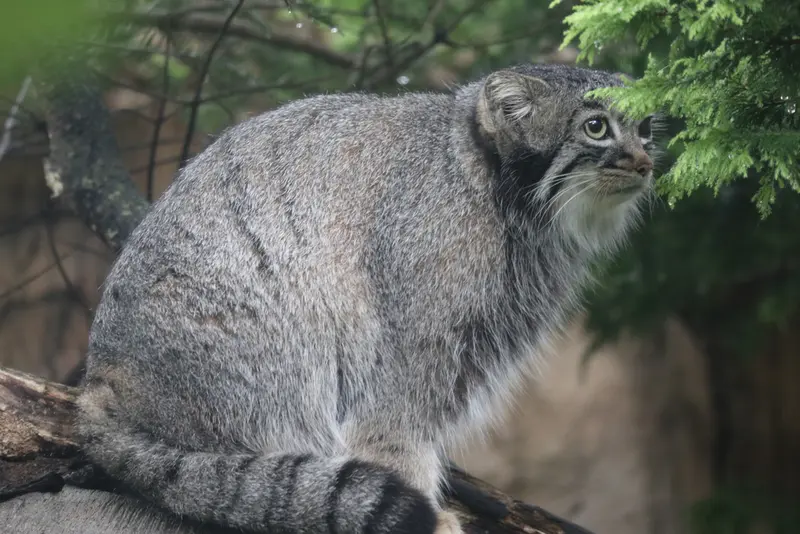 A photograph of Abrikos in Nasu Animal Kingdom